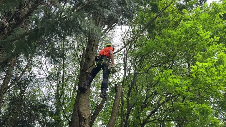 Best Utility Line Clearance  in Lindsay, OK