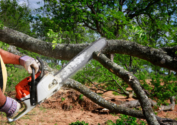 Best Lawn Renovation and Restoration  in Lindsay, OK